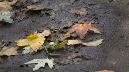 Fallen Leaves