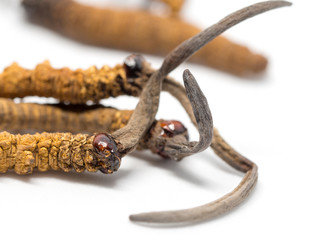 Obraz premium clouse up Ophiocordyceps sinensis (CHONG CAO, DONG CHONG XIA CAO) this is a herbs. Medicinal properties in the treatment of diseases.Concept of Viagra of Oriental.