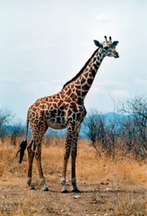 girafe de tanzanie