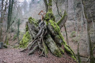 Cross in the forest