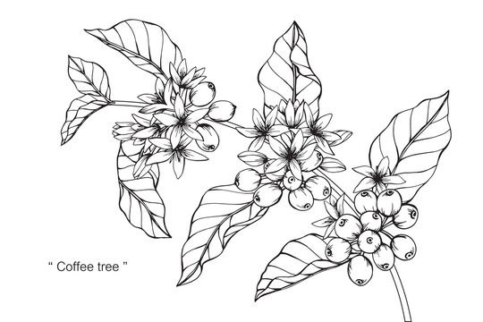 Coffee tree drawing.