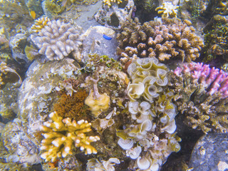 Naklejka na ściany i meble Underwater landscape with tropical fish. Coral undersea photo. Seashore texture.