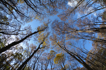 Fototapeta premium Autumn #32