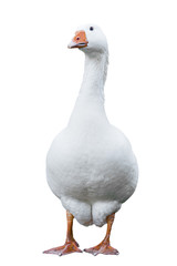 Goose isolated white background