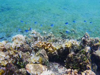 Underwater landscape with tropical fish. Coral undersea photo. Seashore texture. Coral closeup.