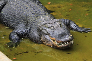 crocodile is resting in the water