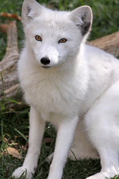 renard