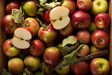 Naklejka na ściany i meble Freshly picked apples in a wooden crate