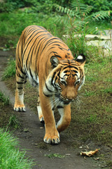 Naklejka na ściany i meble orange tiger in the green grass