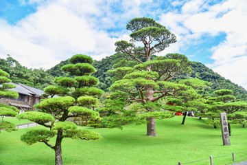 Japanese Black Pine Trees at Senganen Garden in Kagoshima Prefecture