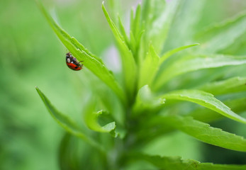 Little ladybug