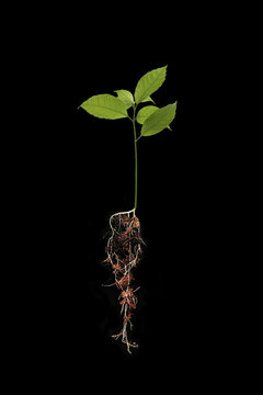 Small plant with root isolated on black background.