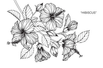 Hibiscus flower drawing. - obrazy, fototapety, plakaty