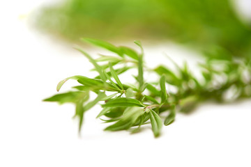 Rosemary, fresh herbs on blurred background