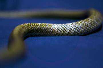 Yellow striped snake on dark-blue background
