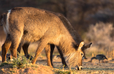 Wasserböcke beim grasen, Namibia