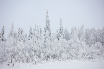 Snowly winter forest at winter day