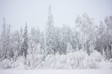 Snowly winter forest at winter day