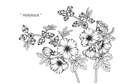 Fototapeta Hollyhock flower drawing.