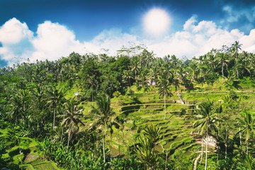 Fototapeta na wymiar Aerial view of Tegalalang Rice Terrace at sunny day in Ubud, Bali, Indonesia.