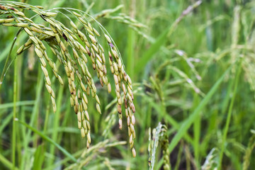 Rice field above Namngum1 lake