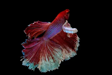 Tuinposter The moving moment beautiful of red siamese betta fish or half moon betta splendens fighting fish in thailand on black background. Thailand called Pla-kad or dumbo big ear fish. © Soonthorn