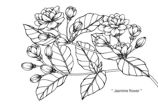 Fototapeta Jasmine flower drawing.