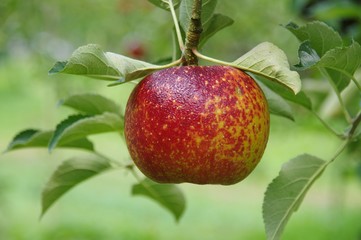 リンゴの木　赤いリンゴ
