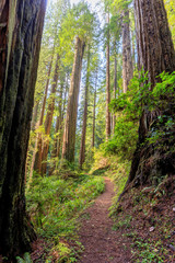 Obraz premium Path through the Redwoods