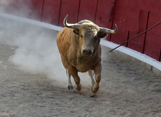 toro