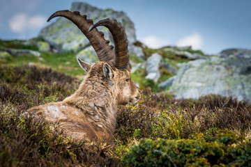 junger männlicher Steinbock