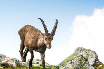 junger m&auml;nnlicher Steinbock