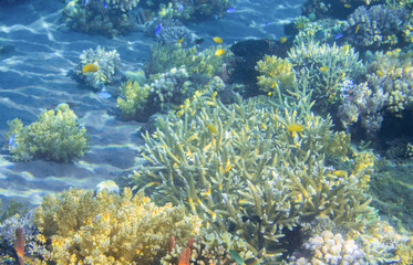 Tropical seashore underwater landscape photo. Coral reef view. Coral reef seascape