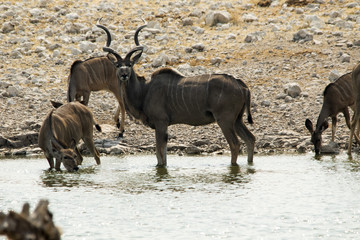Kudu