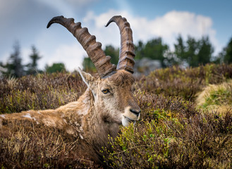 Portrait eines männlichen Steinbocks, Berner Oberland, Schweizer Alpen