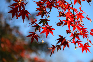 Autumn maple leaves in the fall  with blurred  bokeh background.