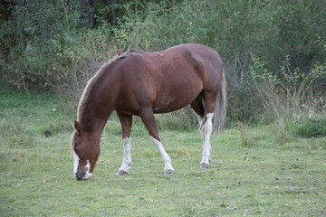 Obraz premium Caballo