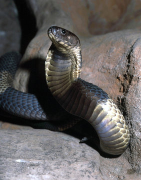 Snouted cobra, Naja haje anulifera, probably due to the death of Queen Cleopatra