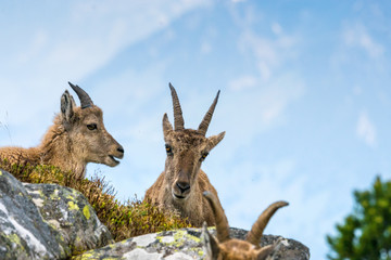 Steinbockgeiss mit Kitz, Berner Oberland, Schweizer Alpen