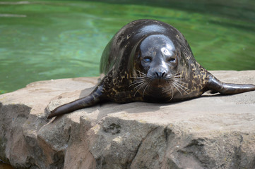Harbor seal on a rock