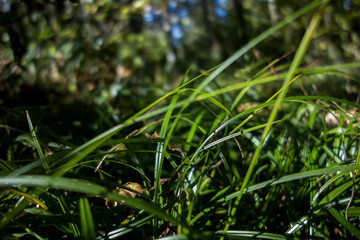 Jeunes pousses d'herbes en bois, Isère France