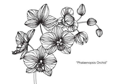 Fototapeta Orchid flower drawing.