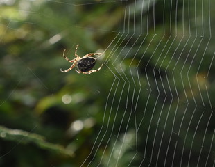 Kreuzspinne beim Netzbau