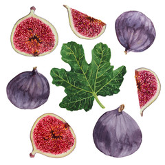 Whole and cut figs and leaf realistic watercolor on white background