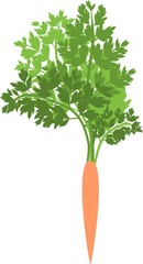 Silhouette of orange carrot with green leaves