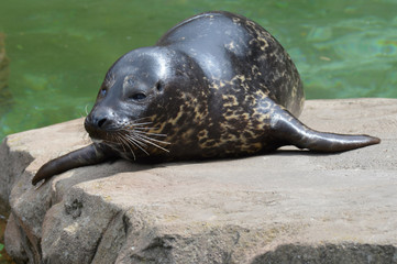 Harbor seal on a rock