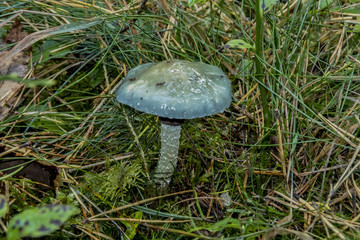 Stropharia aeruginosa