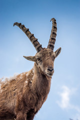 Portrait eines männlichen Steinbocks, Berner Oberland, Schweiz