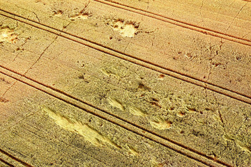 Agricultural field, aerial view