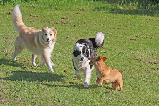 spielende Hunde